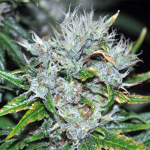 Kaligria marijuana strain