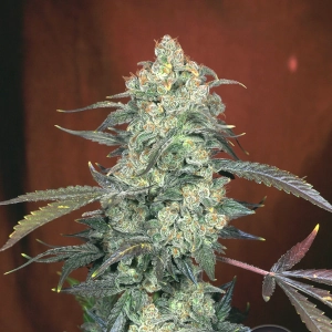 AK-47 marijuana plant