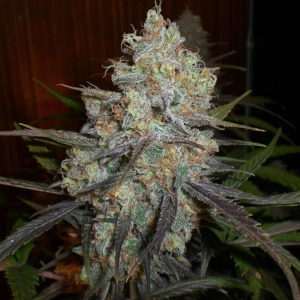 Chocolope marijuana strain