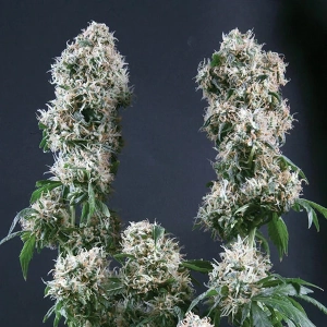 Ed Rosenthal Super Bud marijuana strain