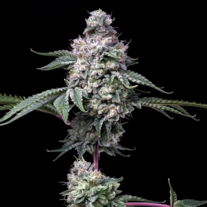Grape Stomper marijuana strain