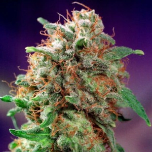 Mazar marijuana plant