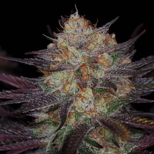 Querkle marijuana strain