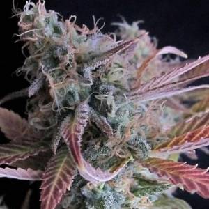 Raspberry Cough marijuana strain