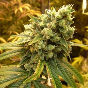 Sour Diesel marijuana plant