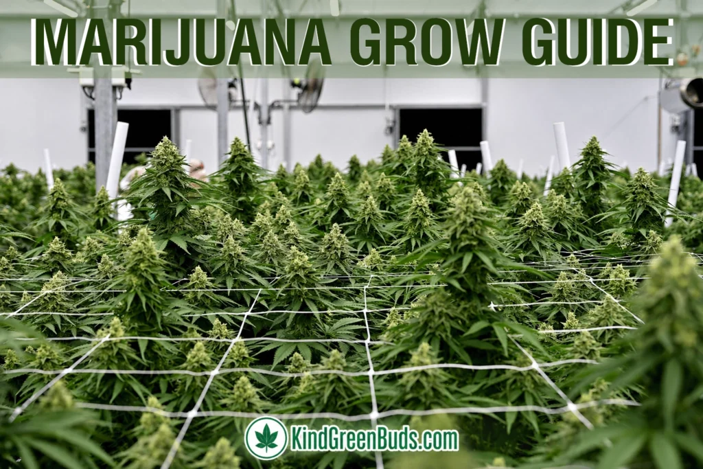 Marijuana Grow Guide