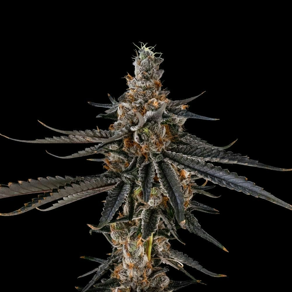 Astro Pop marijuana plant