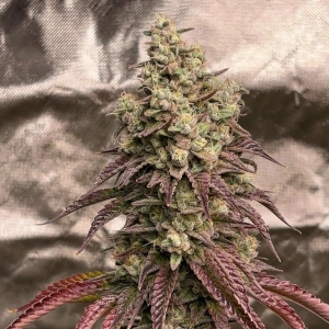Blood Moon marijuana plant