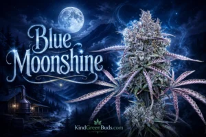 Blue Moonshine marijuana strain