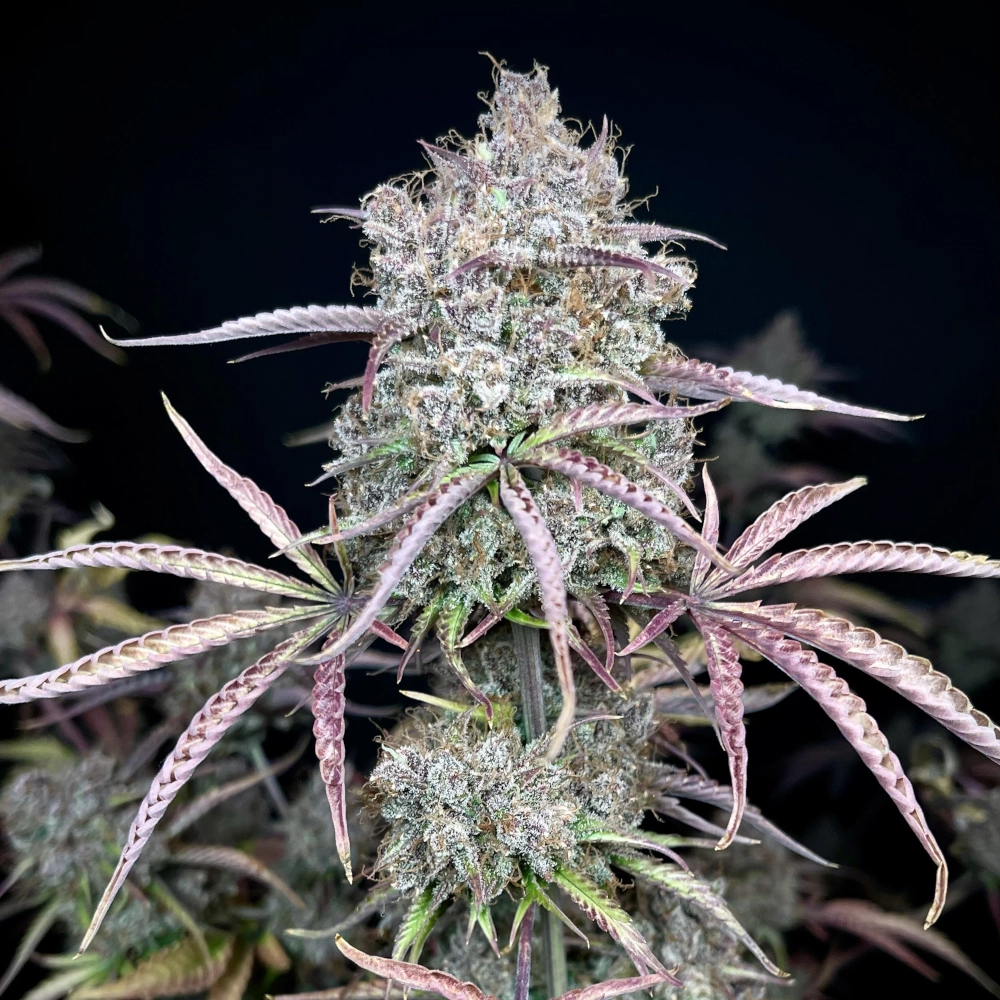 Blue Moonshine marijuana plant