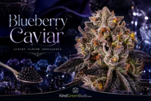 Blueberry Caviar marijuana strain