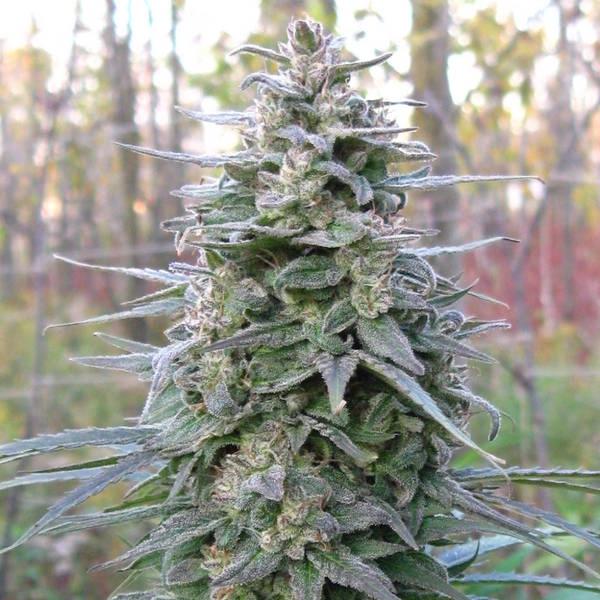 Brains Damage marijuana plant
