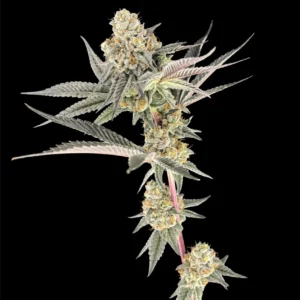Cadillac Rainbow marijuana plant