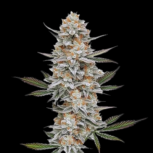 Chem 4 marijuana plant