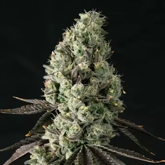 Cherry Limeade marijuana plant