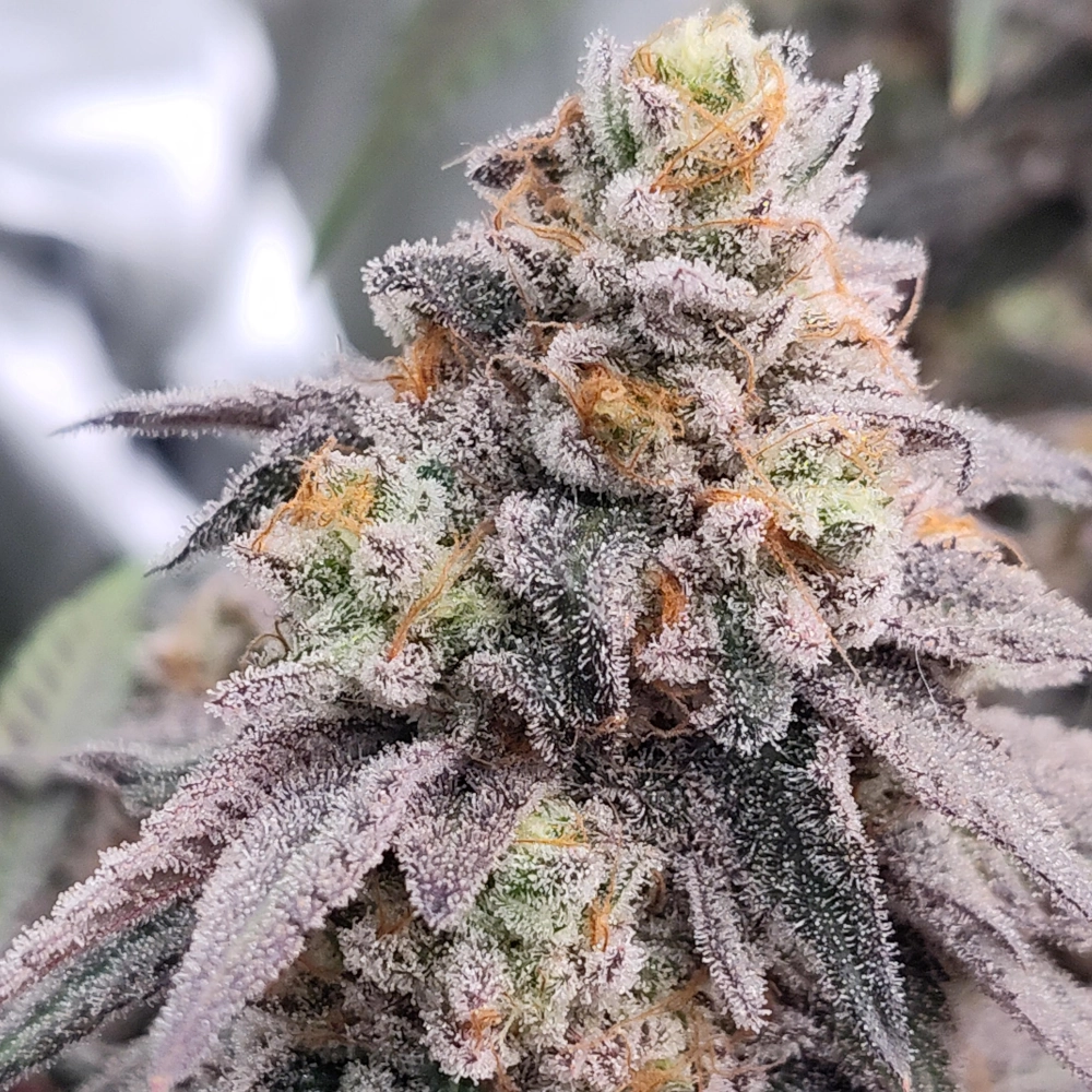 Cosmic Glue marijuana plant