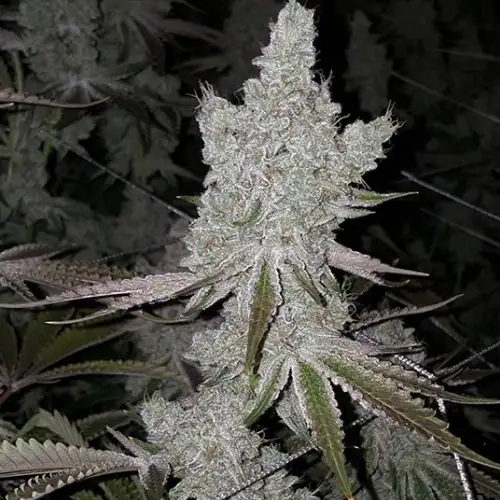 Frosted Cake marijuana plant