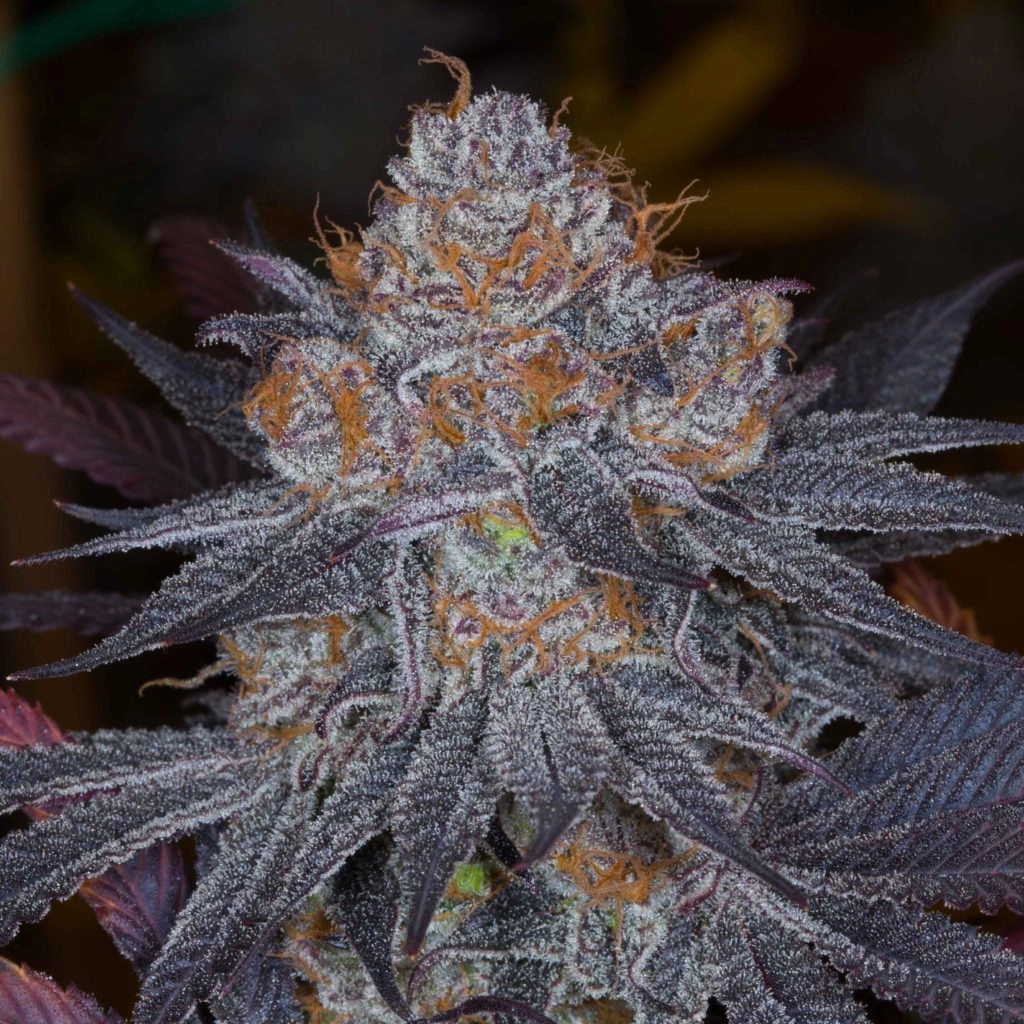 Galactic Punch marijuana plant