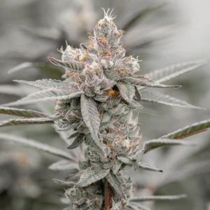 Gastro Pop marijuana plant