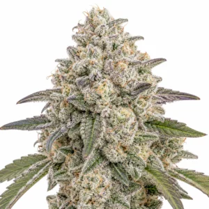 Gello Shotz marijuana plant