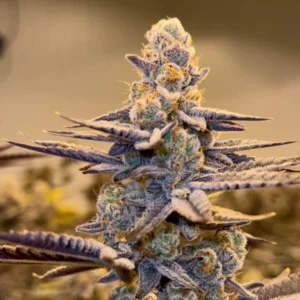 Glitter Bomb marijuana plant
