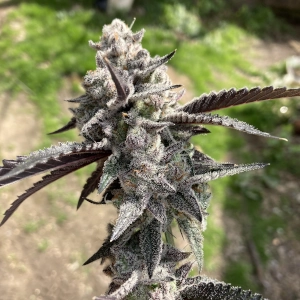 Gorilla Butter marijuana plant