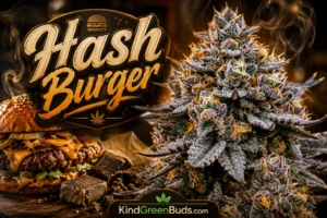 Hash Burger marijuana strain
