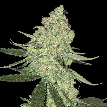 Head Cheese marijuana plant