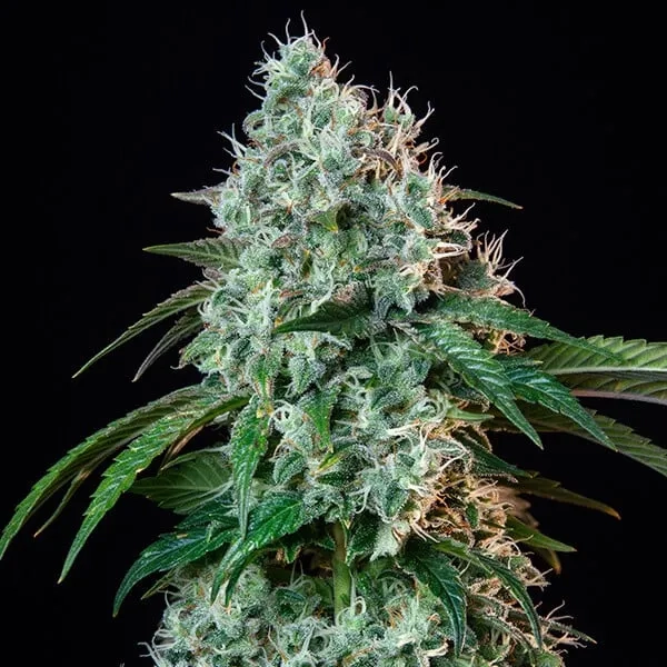 Hulkberry marijuana plant