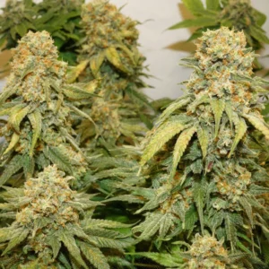 Modified Bananas marijuana plant