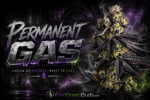 Permanent Gas marijuana strain