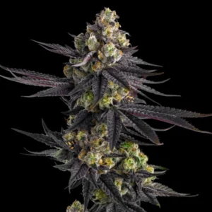 Permanent Gas marijuana plant