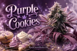 Purple Cookies marijuana strain
