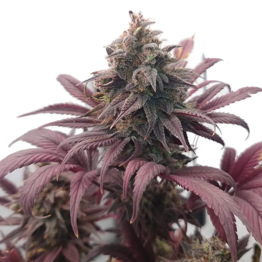 Purple Cookies marijuana plant