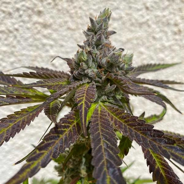 Royal Cake marijuana plant