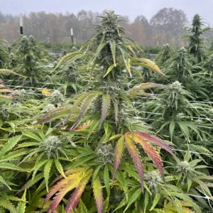 Sand Castles marijuana plant