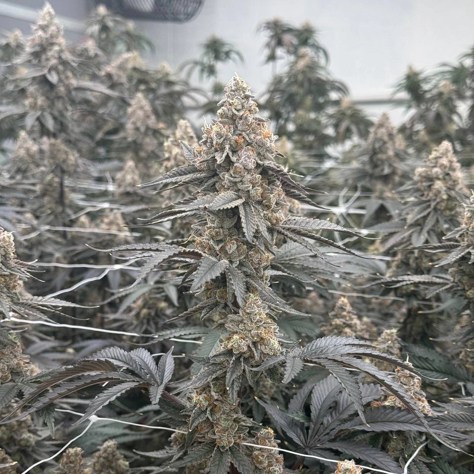 Snowman Cookies marijuana plant