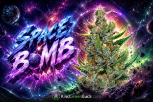 Space Bomb marijuana strain