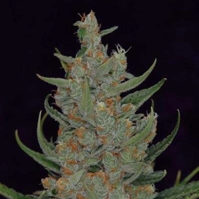 Space Bomb marijuana plant