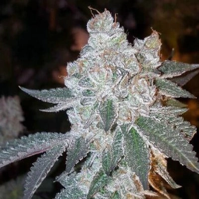 Space Cake marijuana plant