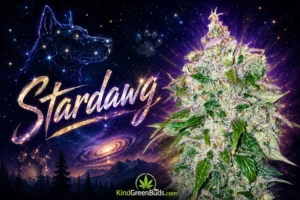 Stardawg marijuana strain