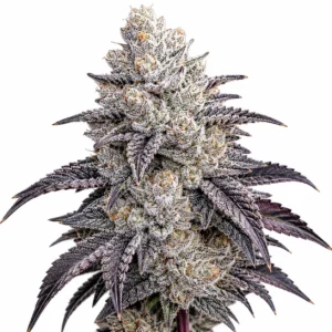 Sub Zero marijuana plant
