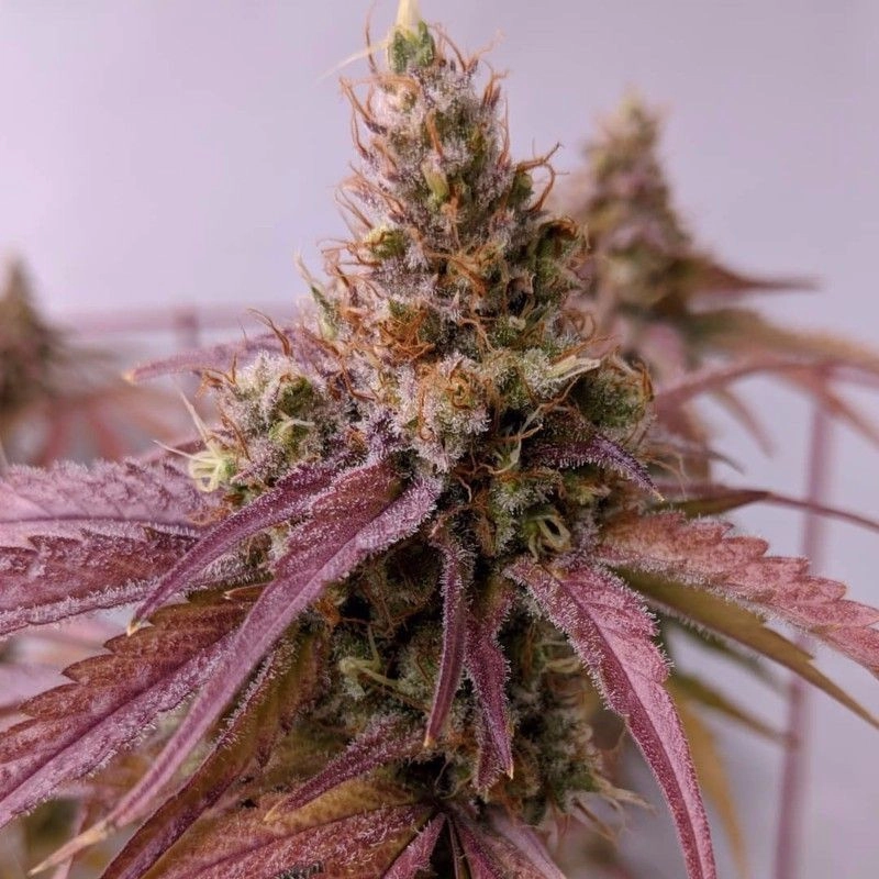 Supernova marijuana plant