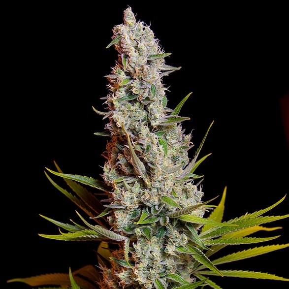 Sweet Cheese marijuana plant