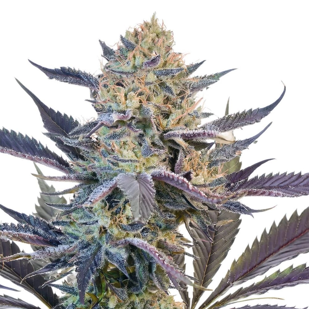 Titan OG marijuana plant