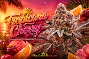 Tropicana Cherry marijuana strain