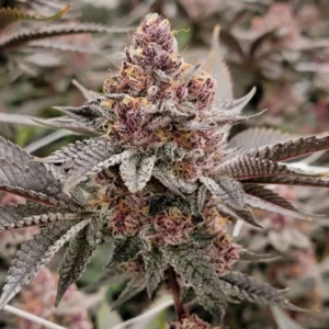 Tropicana Cherry marijuana plant