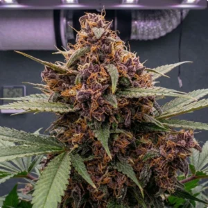 Z Cube marijuana plant
